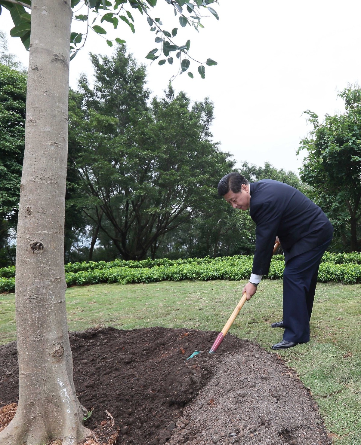 2012年12月8日，習(xí)近平在深圳蓮花山公園種下一棵高山榕樹。