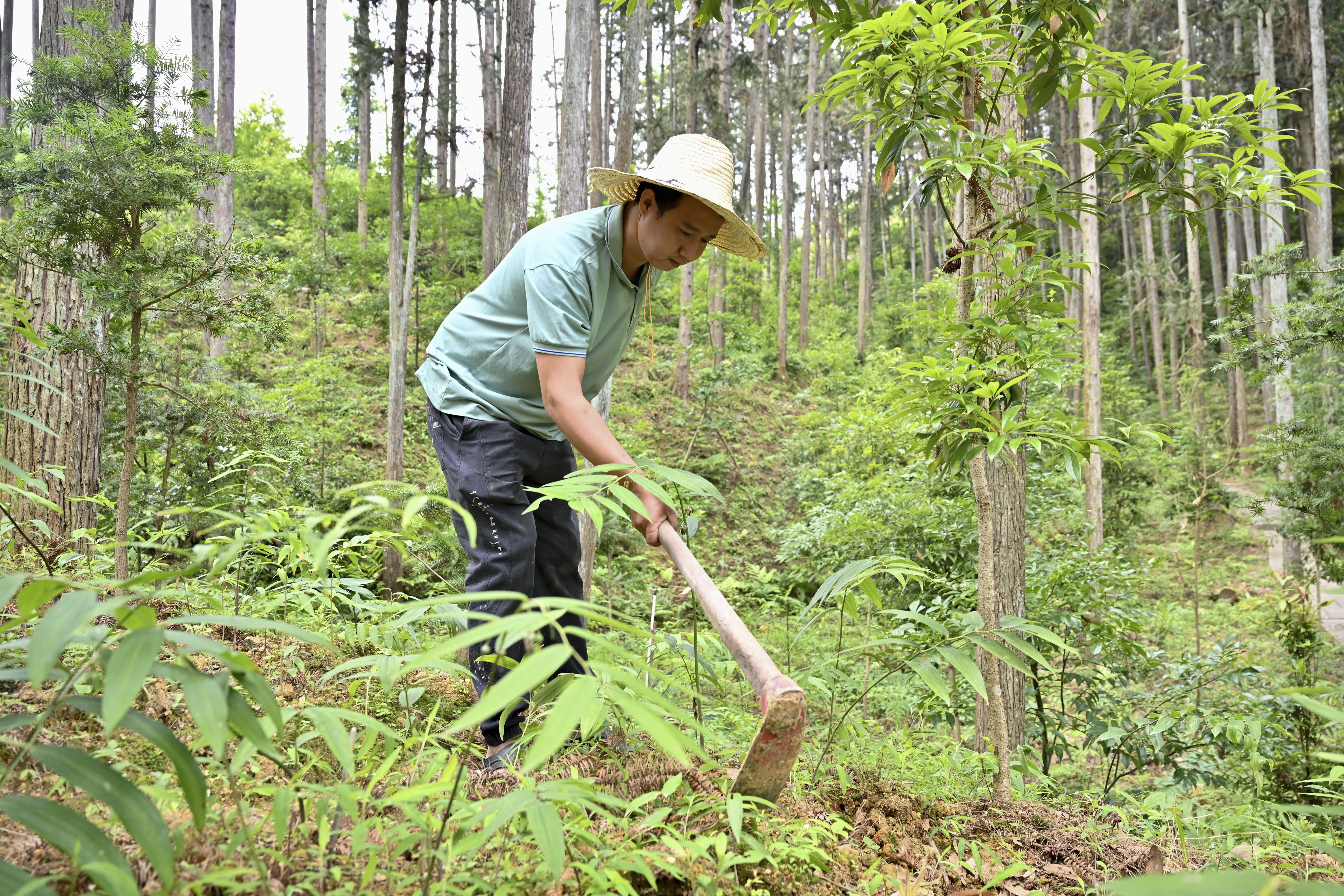 2024年5月9日，福建省三明市馬巖林下經(jīng)濟種植示范基地工人在管理林下種植的多花黃精。