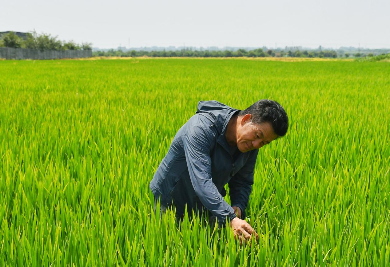 程夕兵在農(nóng)田里檢查水稻種植情況。人民網(wǎng)記者 周坤 攝