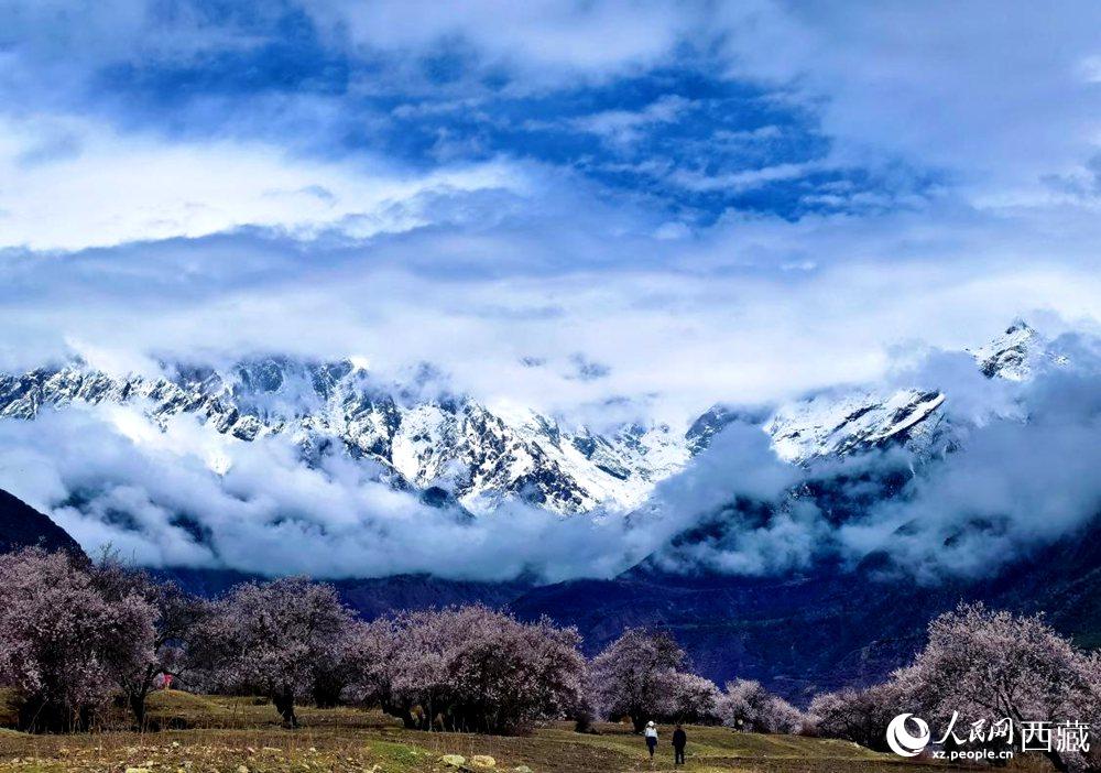 雪山下的桃花。人民網(wǎng) 李海霞攝