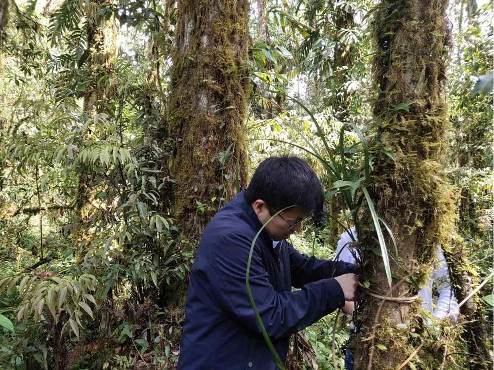 蘭花歸野。圖片由山水自然保護(hù)中心提供