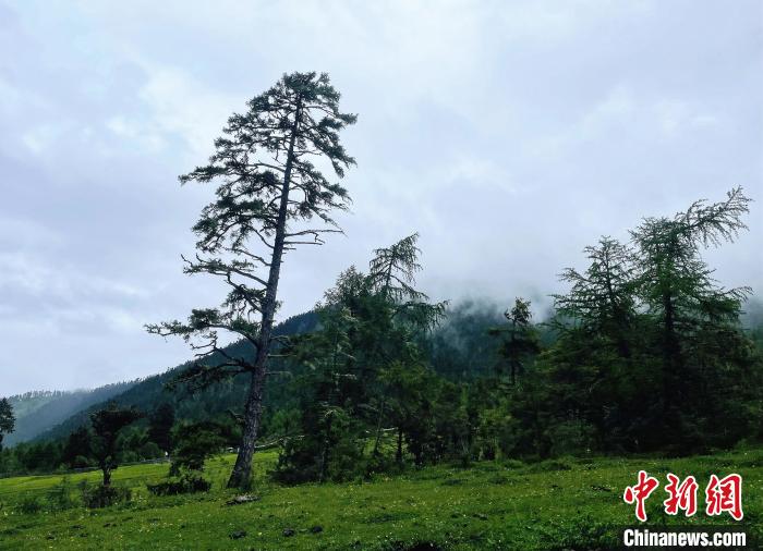 6月10日，魯朗小鎮(zhèn)高山牧場景區(qū)風(fēng)光?！∪轿木?攝