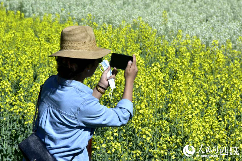 大片油菜花吸引游客到來。人民網(wǎng) 李海霞攝