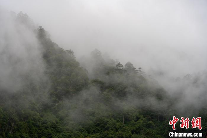 雨后勒布溝的云霧?！〗w波 攝