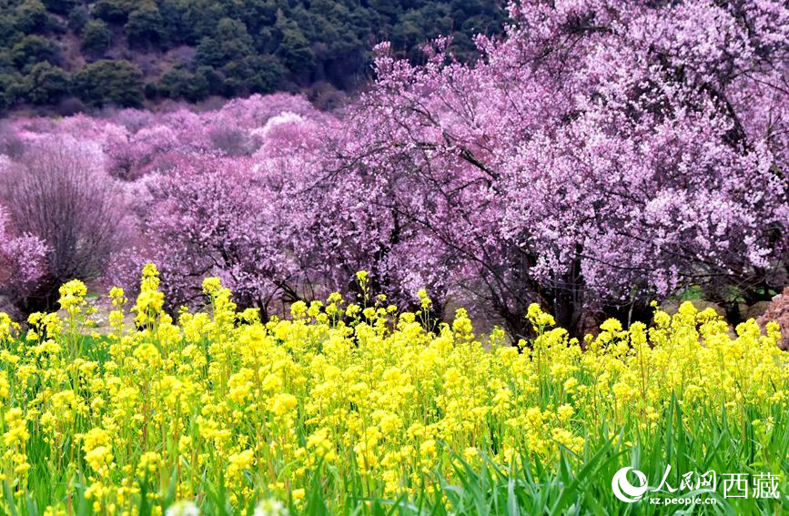 桃花與油菜花勾勒出別樣風(fēng)景。 人民網(wǎng) 李海霞攝