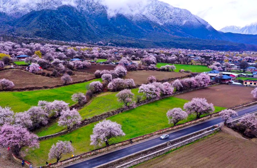 波密縣傾多鎮(zhèn)如納村盛開(kāi)的桃花。徐馭堯攝