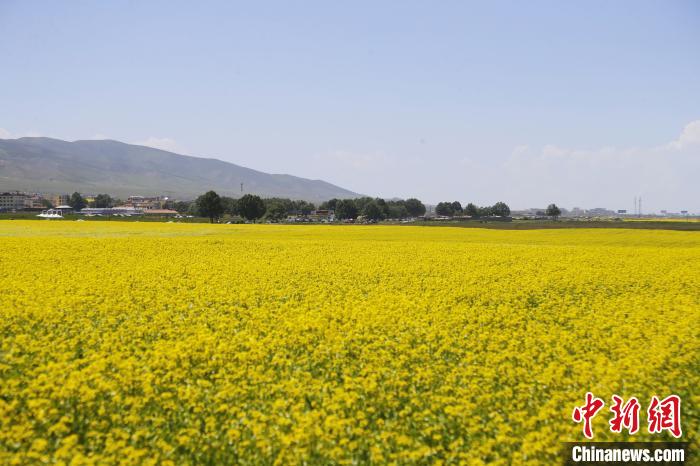 圖為青海湖畔油菜花海?！●R銘言 攝