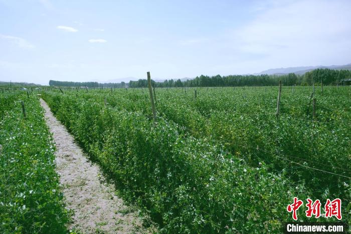 天祝縣高原綠色(有機(jī))蔬菜基地種植的食用莢豆?！￡I道華 攝