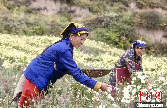 黑水村民在采摘杭白菊。桐鄉(xiāng)市宣傳部提供