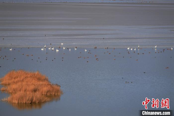 大天鵝飛抵柴達木盆地都蘭湖國家濕地公園“越冬”