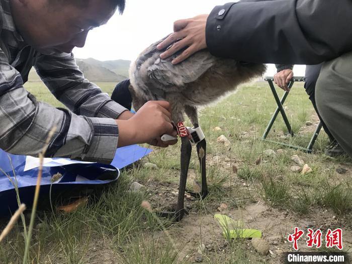 圖為研究人員為黑頸鶴佩戴GPS跟蹤設(shè)備。祁連山國家公園青海省管理局供圖