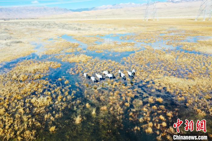 圖為一群黑頸鶴在濕地中央行走。　卡美燕 攝