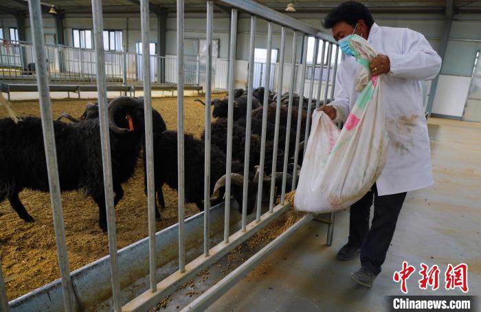 圖為飼養(yǎng)員給黑藏羊喂食?！●R銘言 攝