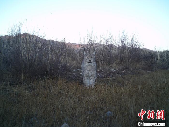 祁連山國家公園（青海）：猞猁野外繁育創(chuàng)造世界新紀(jì)錄