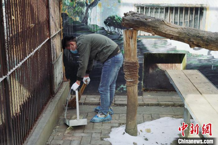 圖為雪豹“奶爸”史壽軍正在打掃豹館衛(wèi)生。　馬銘言 攝