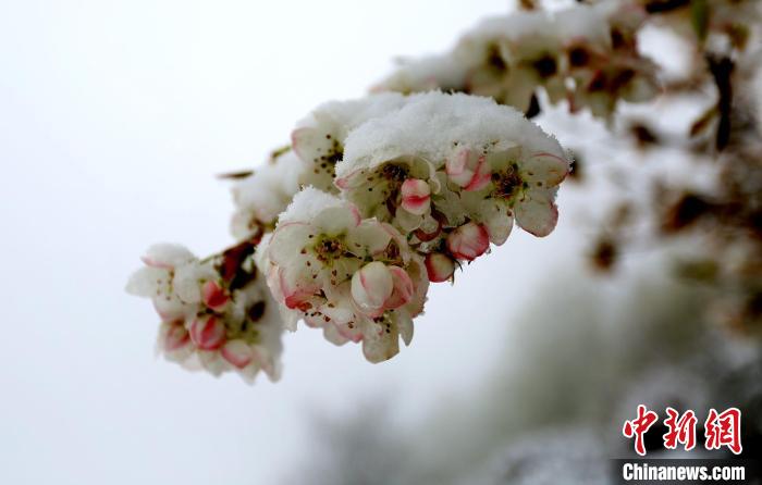 花兒被冰雪覆蓋。　李永安 　攝