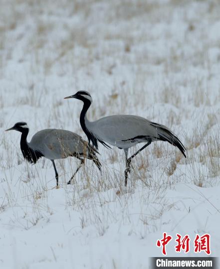 在若爾蓋濕地的蓑羽鶴?！∩袞|機(jī) 攝