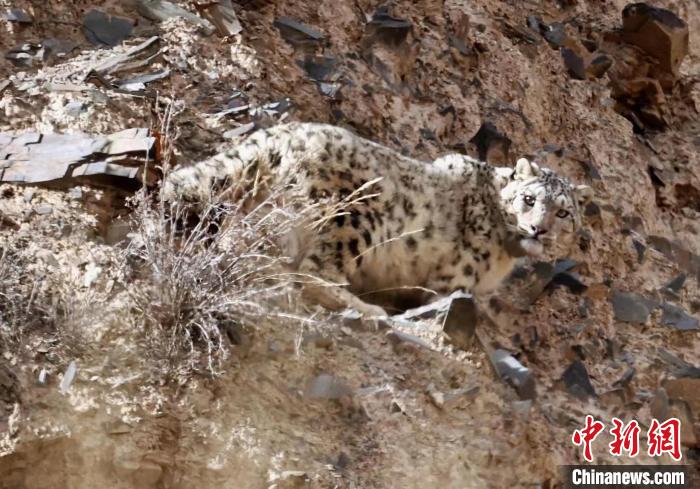 祁連山國家公園兩只科研雪豹獲得新名字