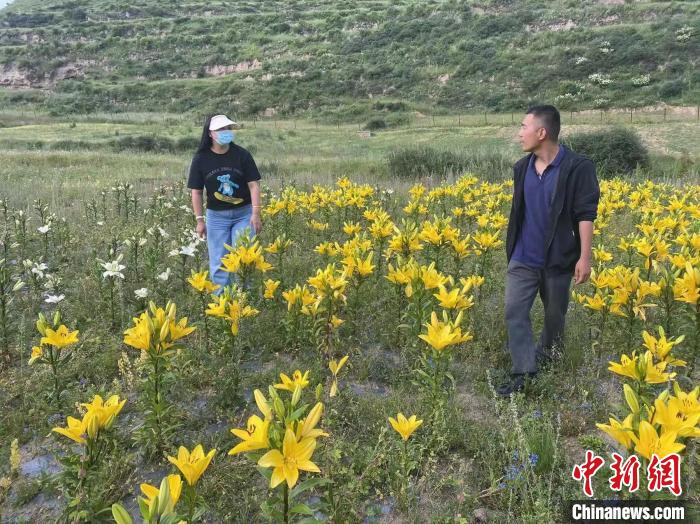 村民采摘百合花?！∪捞量h委宣傳部供圖