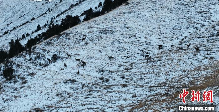 圖為巖羊和馬鹿集體在雪地里休憩?！《继m縣融媒體中心 供圖