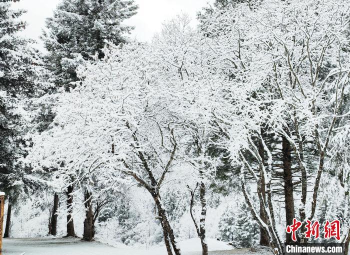 大熊貓國(guó)家公園王朗片區(qū)春雪如畫，宛若仙境?！×_春平 攝