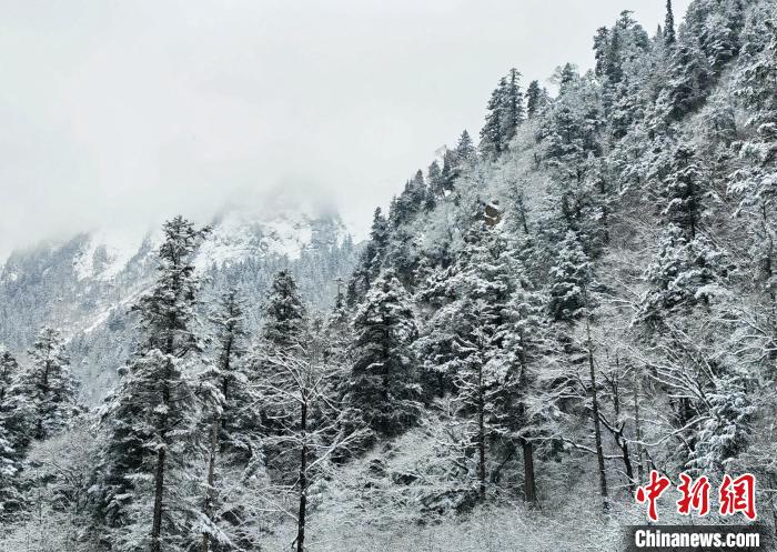 大熊貓國(guó)家公園王朗片區(qū)春雪如畫，宛若仙境?！×_春平 攝