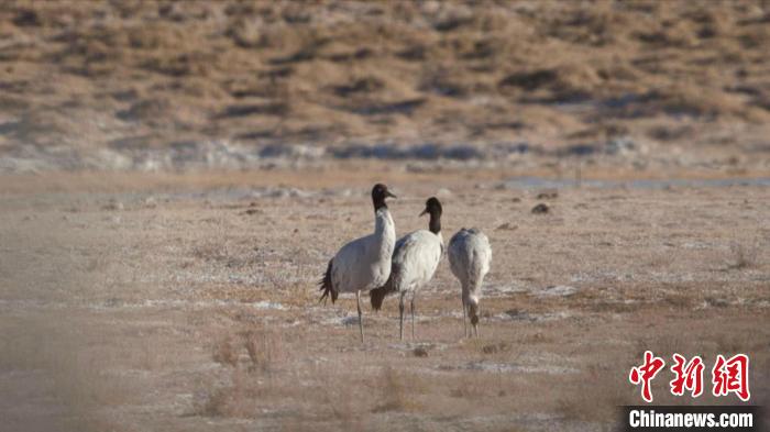 珍稀鳥類黑頸鶴、灰鶴現(xiàn)身青海格爾木