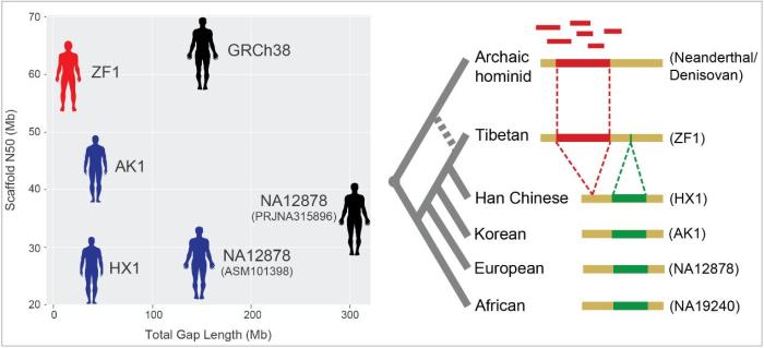 首個(gè)藏族人群高質(zhì)量參考基因組發(fā)布