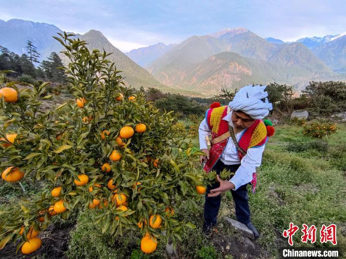 林芝下察隅鎮(zhèn)京都村101畝耙耙柑豐收?！〗w波 攝