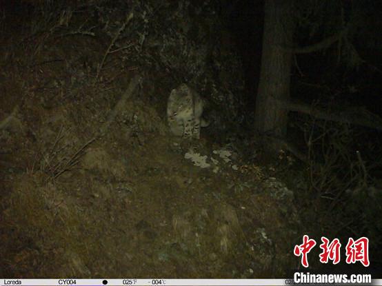 西藏林芝首次發(fā)現(xiàn)雪豹