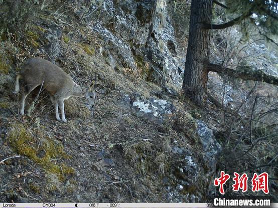 圖為相同位點(diǎn)記錄到的國(guó)家一級(jí)重點(diǎn)保護(hù)野生動(dòng)物—馬麝?！≈袊?guó)科學(xué)院昆明動(dòng)物研究所提供