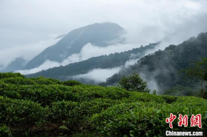 墨脫縣背崩鄉(xiāng)的高山茶場。