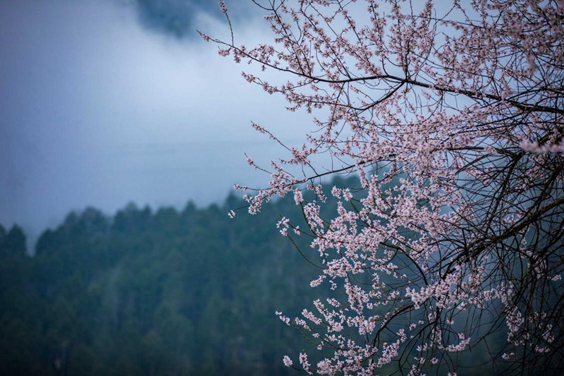 盛開(kāi)的桃花。張靜攝