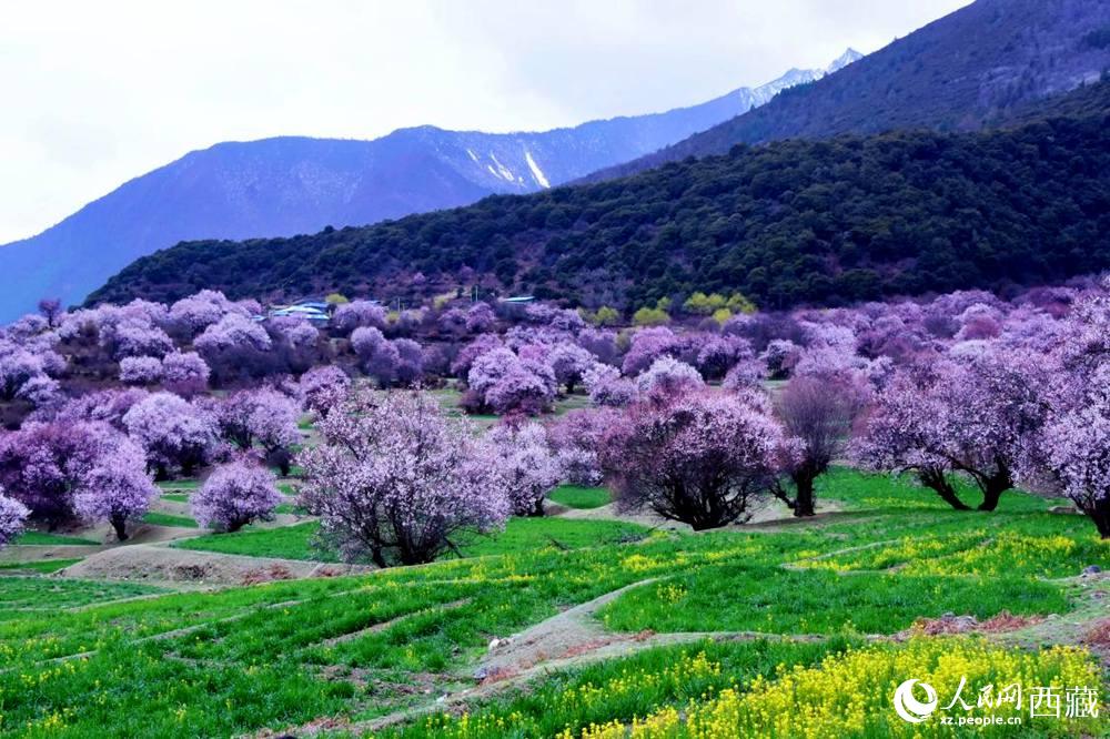 一樹樹野桃花開得正艷。人民網(wǎng) 李海霞攝