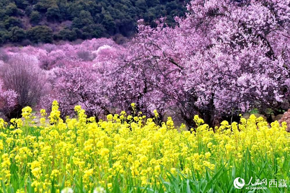 桃花與油菜花交相輝映。人民網(wǎng) 李海霞攝