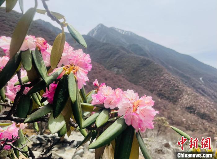 近日，西藏自治區(qū)山南市加查縣索囊溝的杜鵑花競(jìng)相綻放?！∪轿木?攝