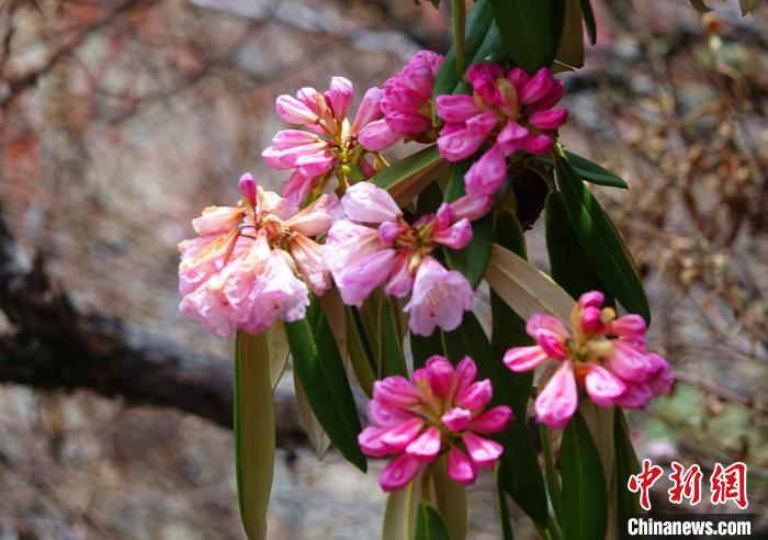 近日，西藏自治區(qū)山南市加查縣索囊溝的杜鵑花競(jìng)相綻放。　冉文娟 攝