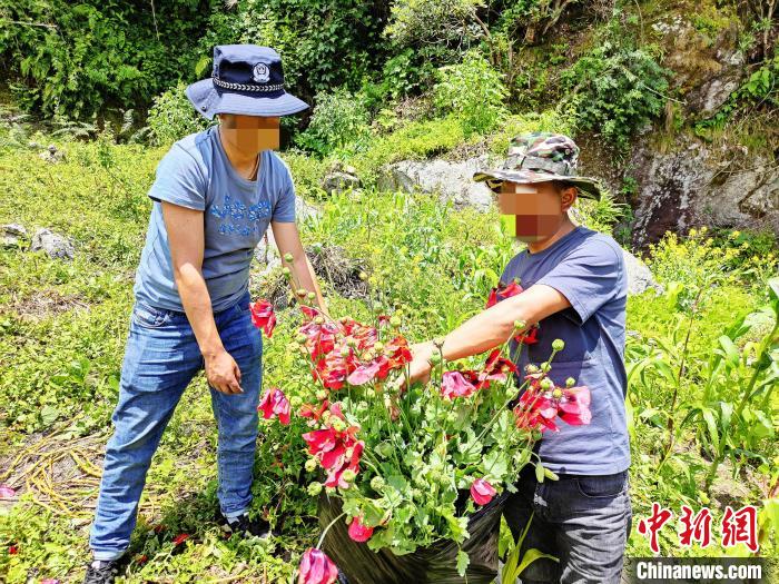 西藏禁毒民警鏟除220余株野生罌粟