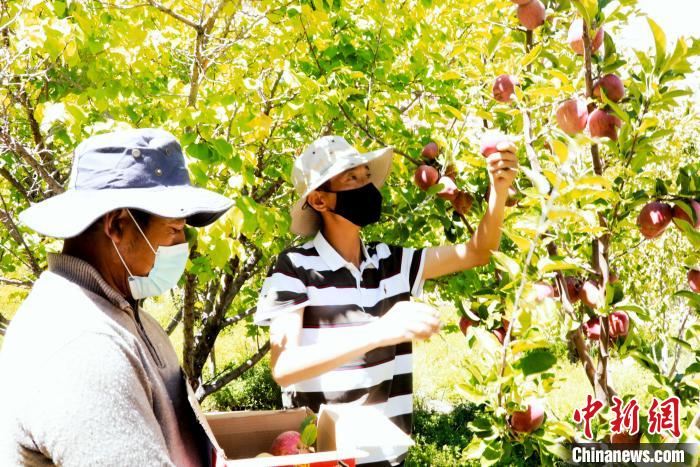 圖為西藏阿里札達縣底雅鄉(xiāng)村民在自家果園采摘果實?！“⑼?攝