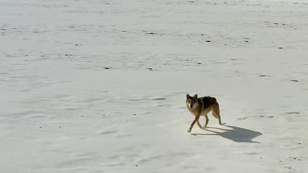 雪地里的阿里“狼”。