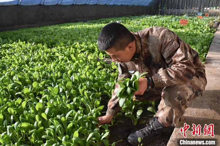 圖為阿里軍分區(qū)某邊防團(tuán)官兵在溫室摘菜?！￡悋[岳 攝