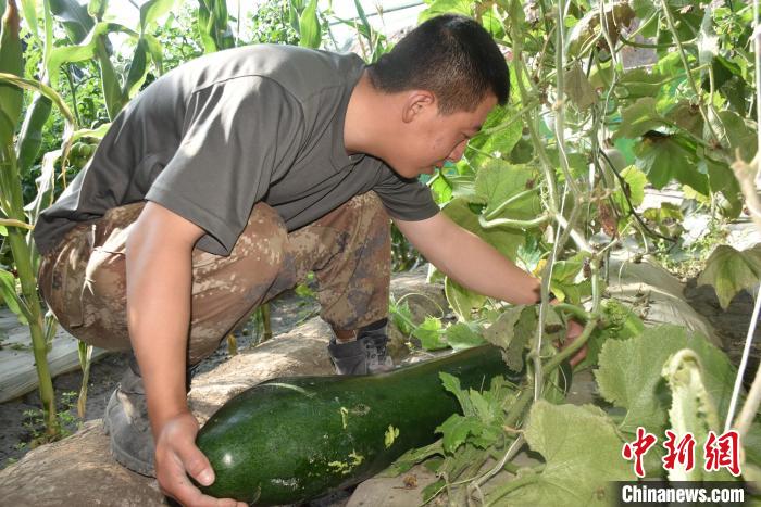 圖為阿里軍分區(qū)某邊防團(tuán)官兵在溫室摘菜。　陳嘯岳 攝