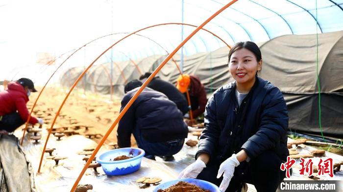 圖為農(nóng)民采收靈芝孢子粉?！∴嚢?攝