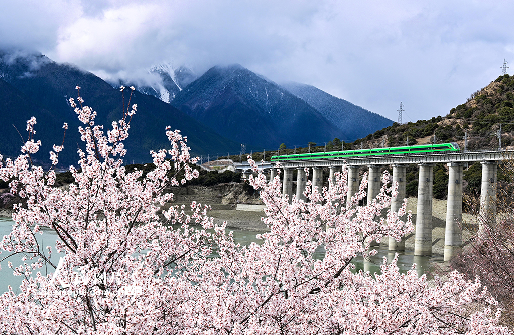 西藏林芝：雪域高原列車穿越花?！?】