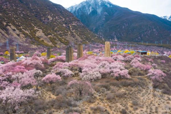 人間桃花源！林芝桃花有多絕？