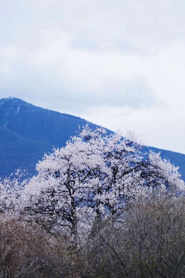 人間桃花源！林芝桃花有多絕？