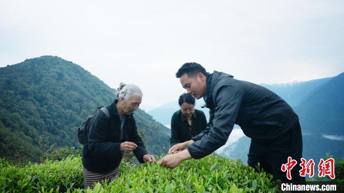 圖為銀發(fā)旅游體驗團(tuán)兩位老人體驗采茶。　西藏專項旅游協(xié)會供圖