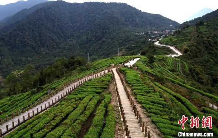 圖為西藏林芝市墨脫縣背崩鄉(xiāng)格林村山頂的景觀茶園。(無人機照片) 李林 攝