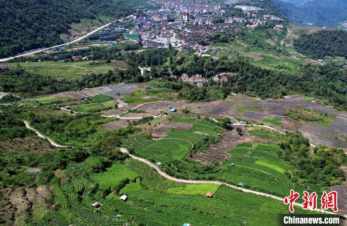 圖為西藏林芝市墨脫縣城附近的茶田。(無人機照片) 李林 攝