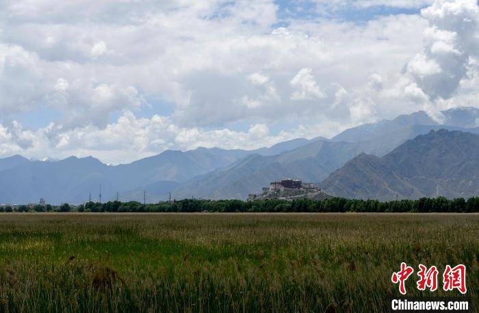 圖為6月22日，西藏拉薩拉魯濕地。　李林 攝